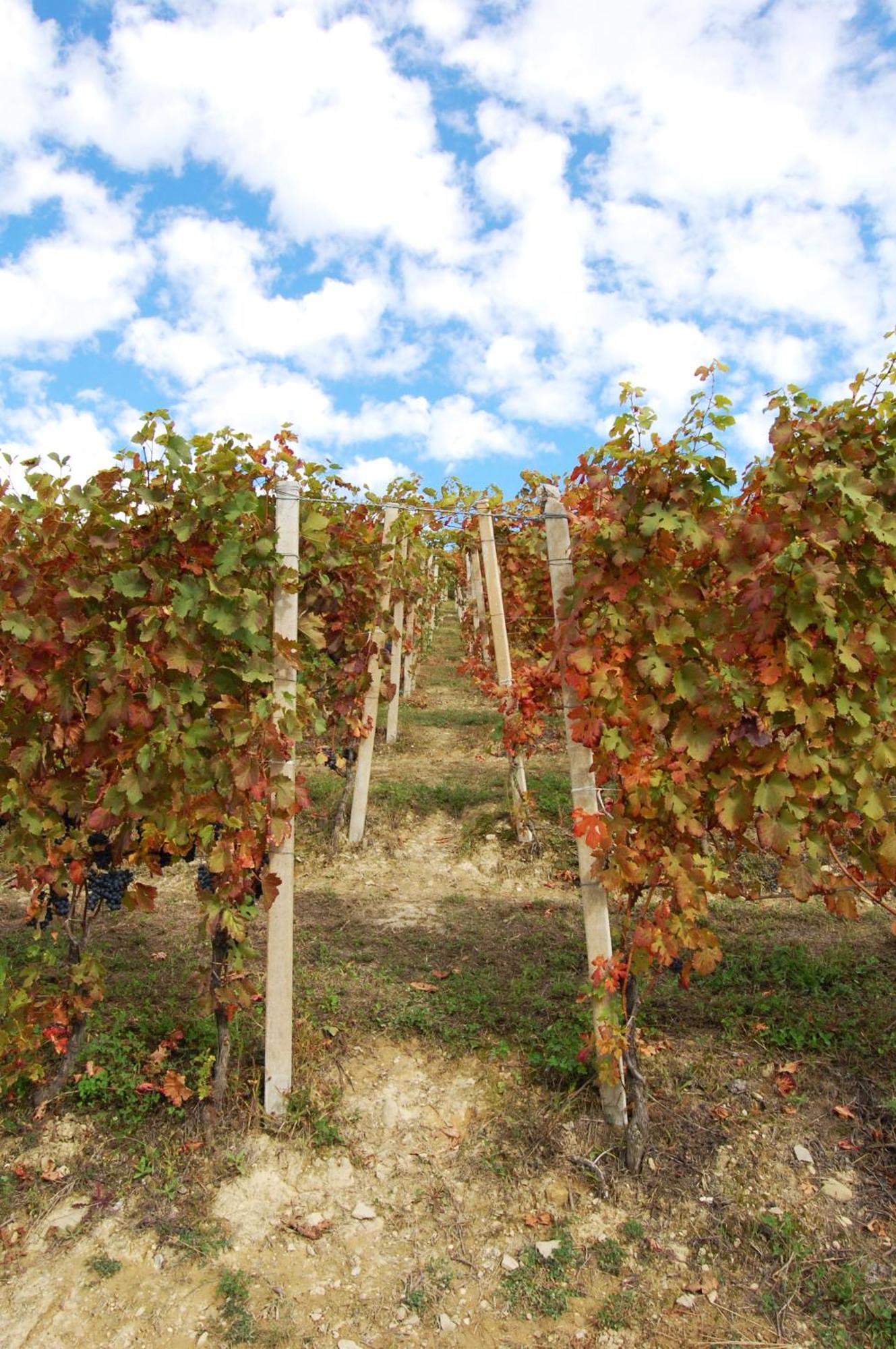 Agriturismo 'D Raine Montelupo Albese Εξωτερικό φωτογραφία